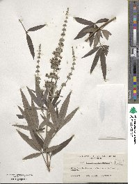 Vitex agnus-castus image