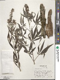 Vitex agnus-castus image