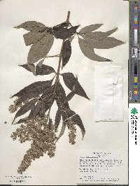 Vitex agnus-castus image