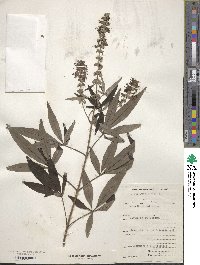 Vitex agnus-castus image