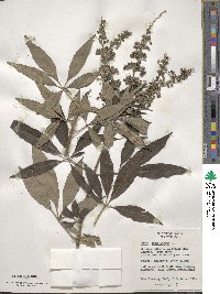 Vitex agnus-castus image