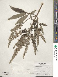 Vitex agnus-castus image