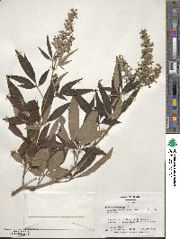 Vitex agnus-castus image