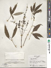 Vitex agnus-castus image