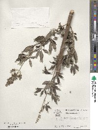 Vitex agnus-castus image