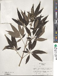 Vitex agnus-castus image