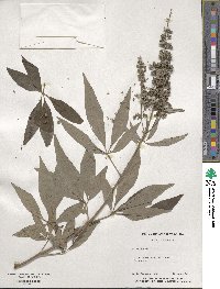 Vitex agnus-castus image