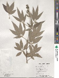 Vitex agnus-castus image