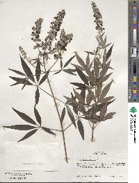 Vitex agnus-castus image