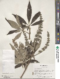 Vitex agnus-castus image