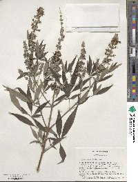 Vitex agnus-castus image