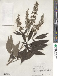 Vitex agnus-castus image