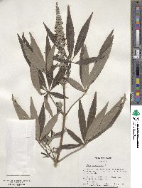 Vitex agnus-castus image