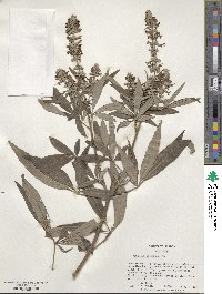 Vitex agnus-castus image