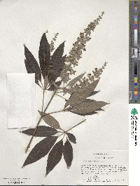 Vitex agnus-castus image