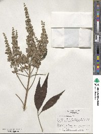 Vitex agnus-castus image