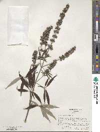 Vitex agnus-castus image