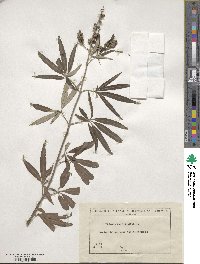 Vitex agnus-castus image