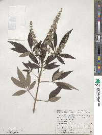 Vitex agnus-castus image