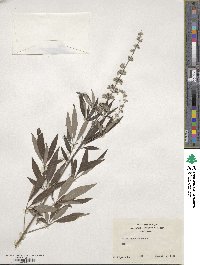 Vitex agnus-castus image