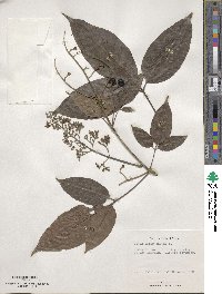 Vitex agnus-castus image