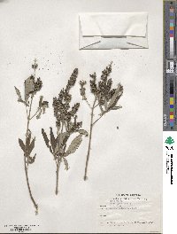 Vitex agnus-castus image