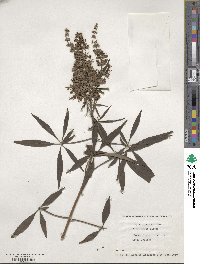 Vitex agnus-castus image