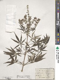 Vitex agnus-castus image