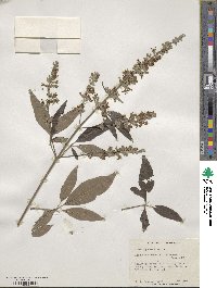 Vitex agnus-castus image