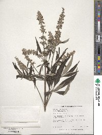 Vitex agnus-castus image