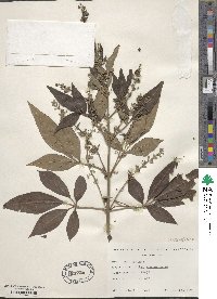 Vitex agnus-castus image