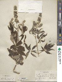 Vitex agnus-castus image