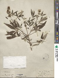 Vitex agnus-castus image