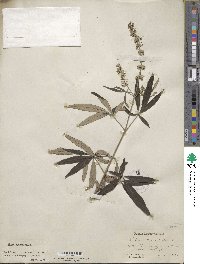 Vitex agnus-castus image