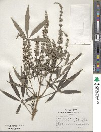 Vitex agnus-castus image