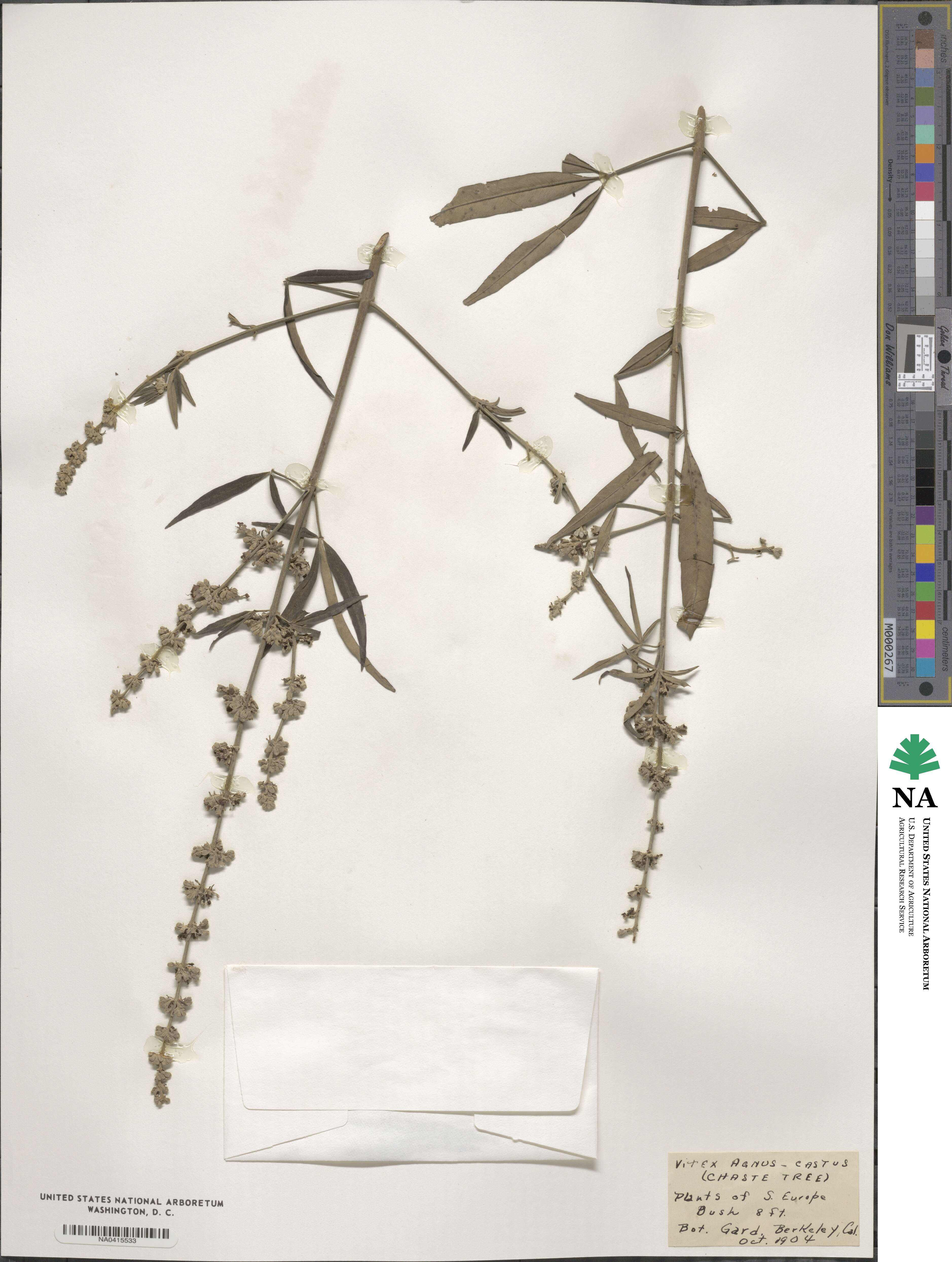 Vitex agnus-castus image