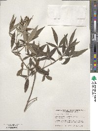 Vitex agnus-castus image