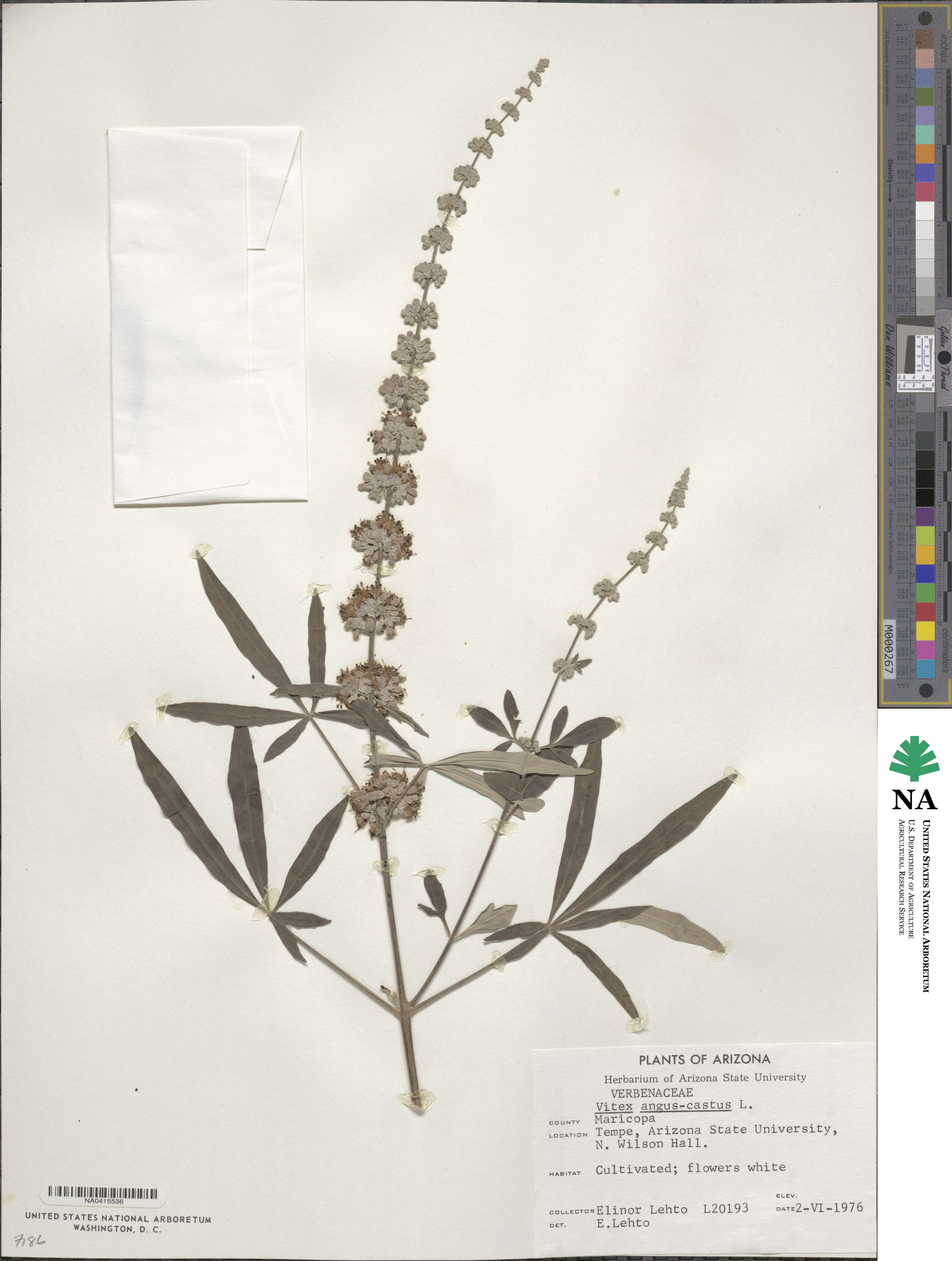 Vitex agnus-castus image