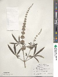 Vitex agnus-castus image