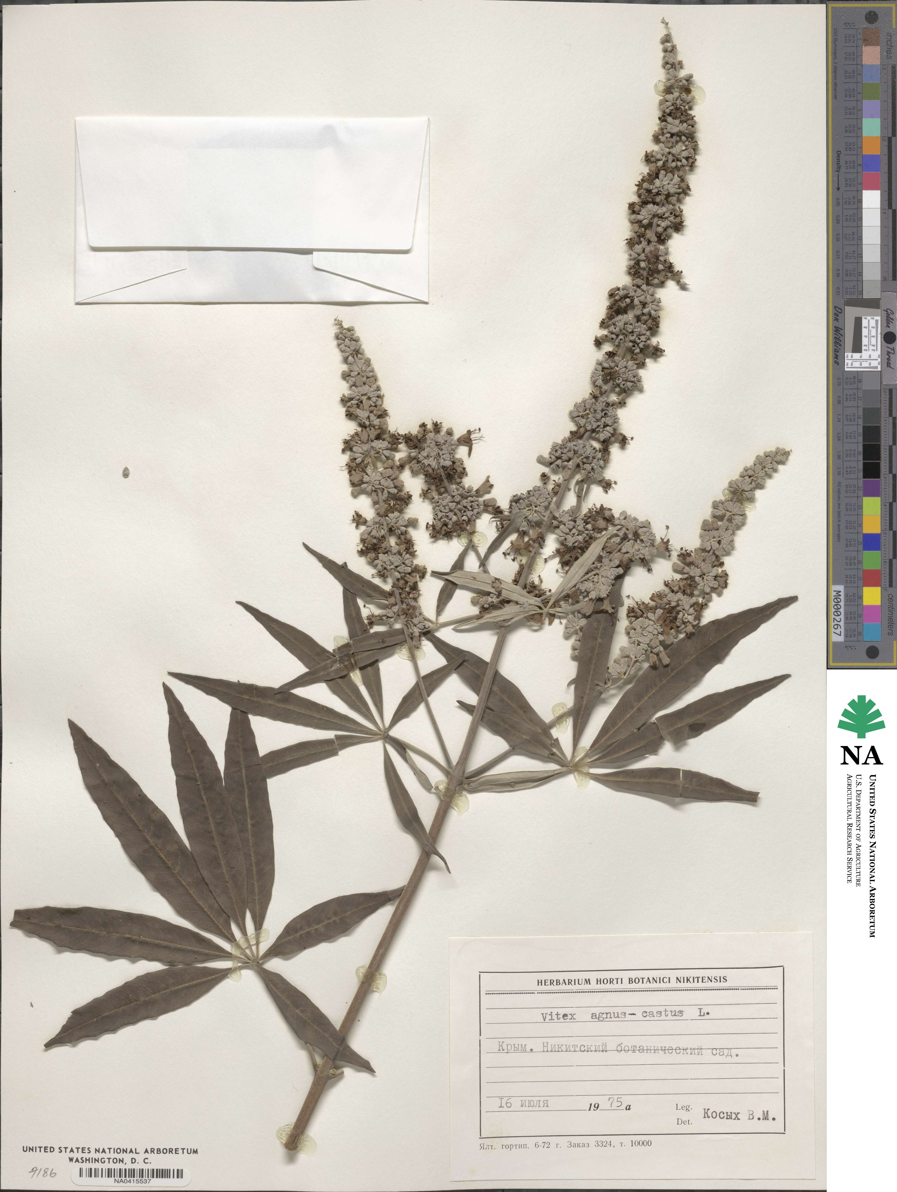 Vitex agnus-castus image