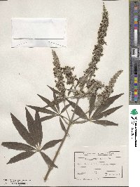 Vitex agnus-castus image