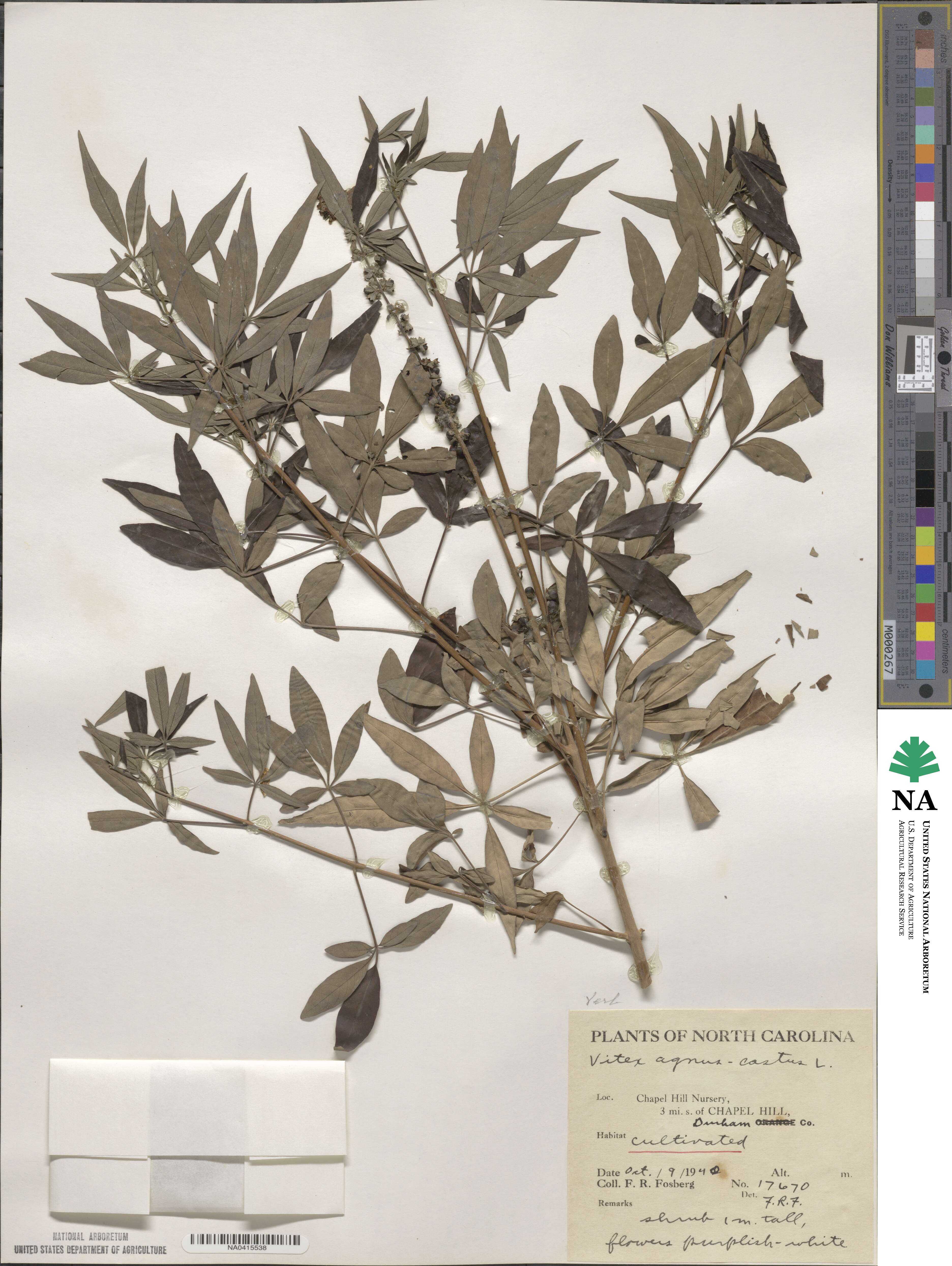 Vitex agnus-castus image