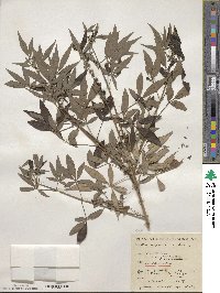 Vitex agnus-castus image