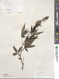 Vitex agnus-castus image