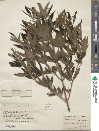 Vitex agnus-castus image