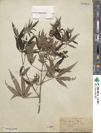 Vitex agnus-castus image