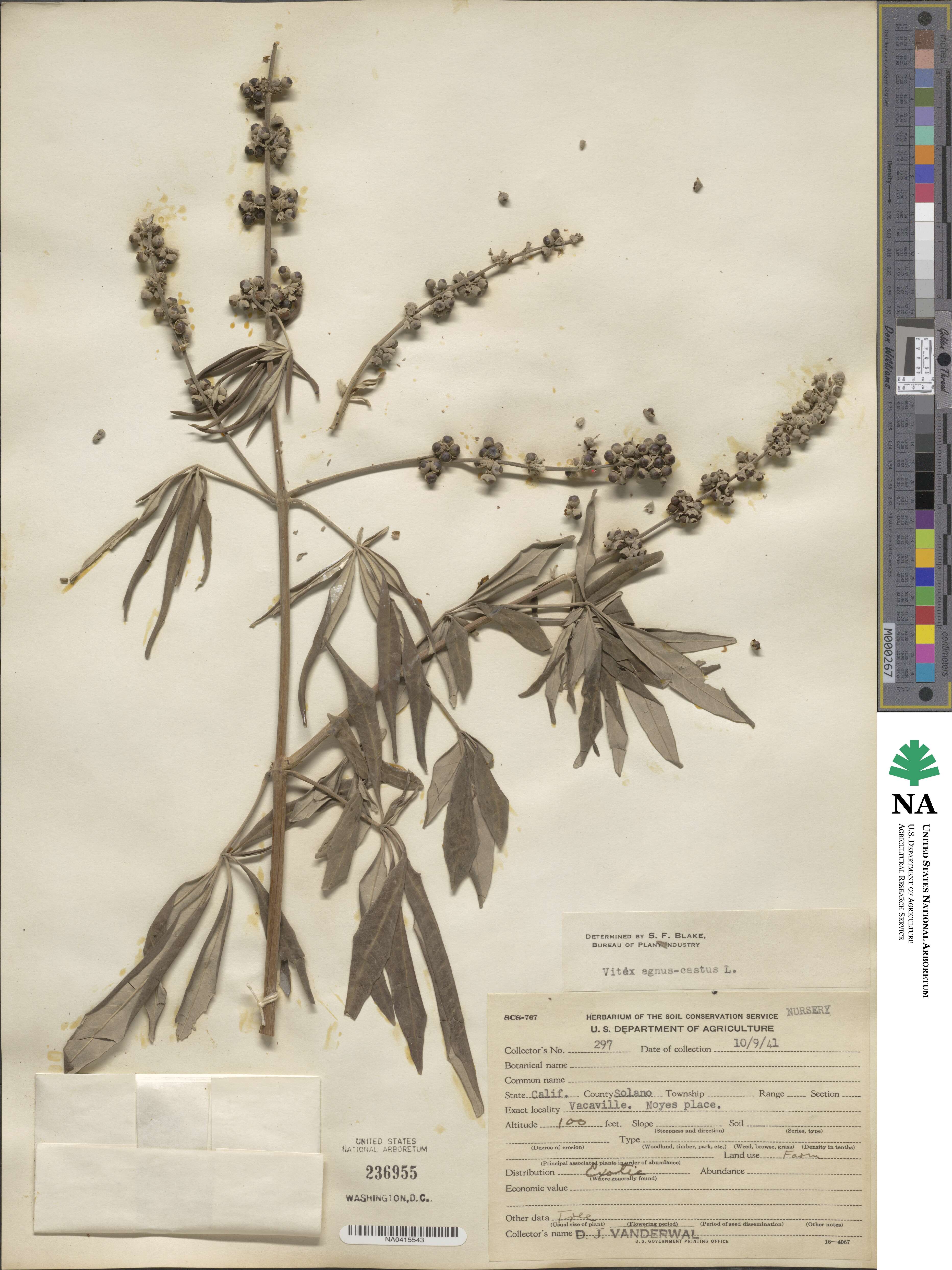 Vitex agnus-castus image