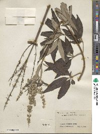 Vitex agnus-castus image