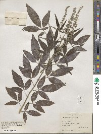 Vitex agnus-castus image