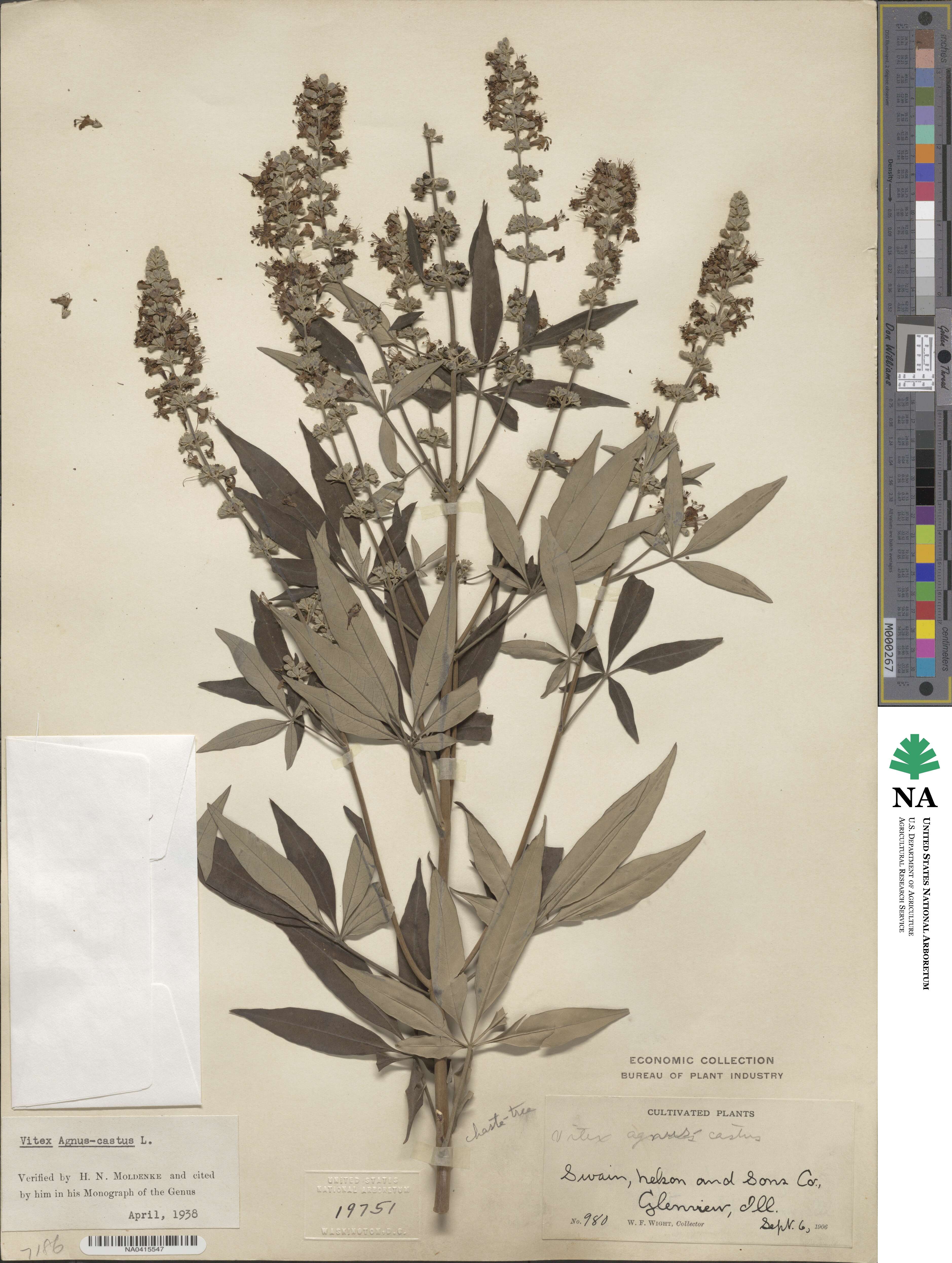 Vitex agnus-castus image